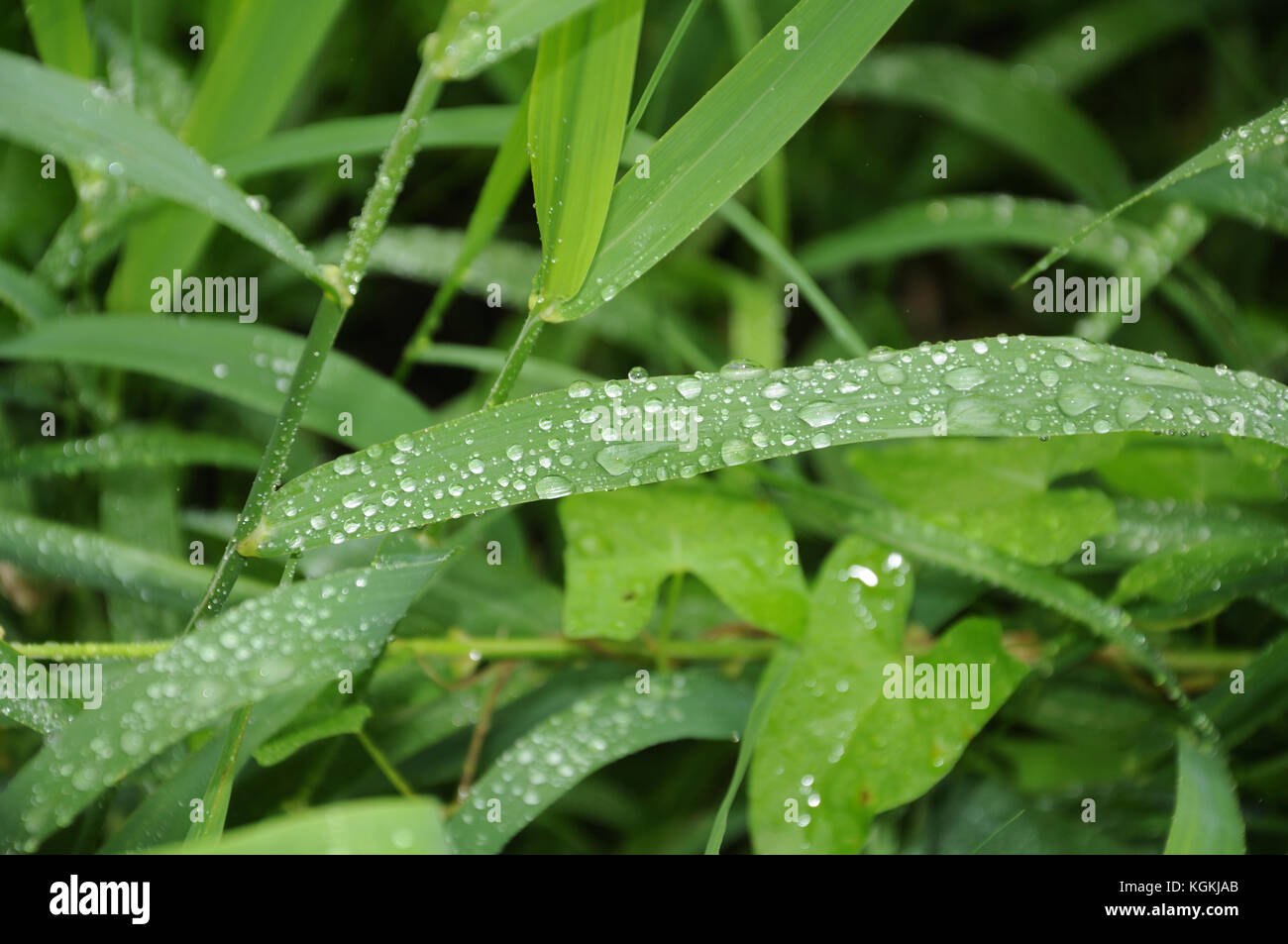 Wet green grass raindrops hi-res stock photography and images - Alamy