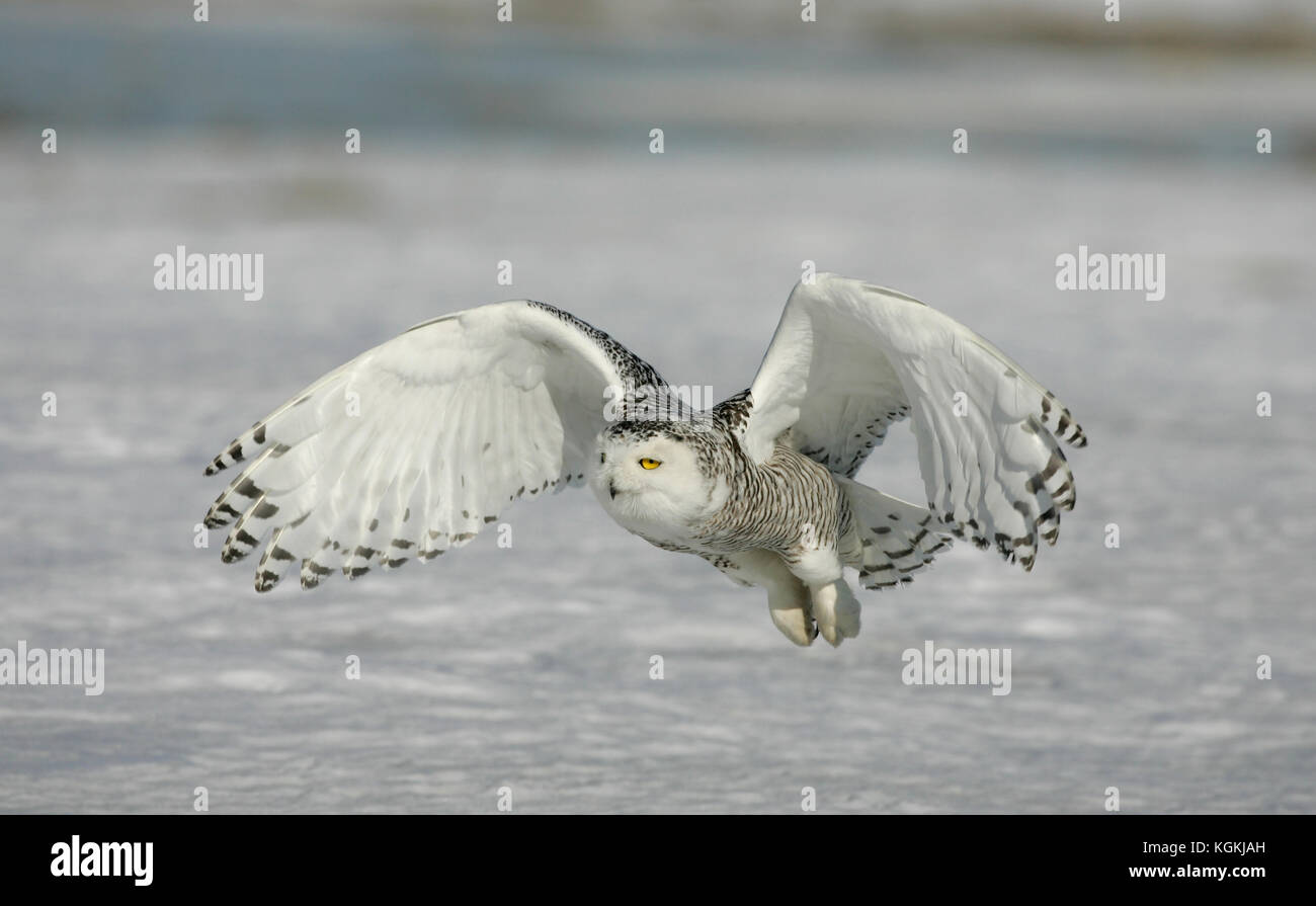 A close up image of a snowy owl flying over the snow in Canada with wings and talons in position to capture prey on the ground. Stock Photo