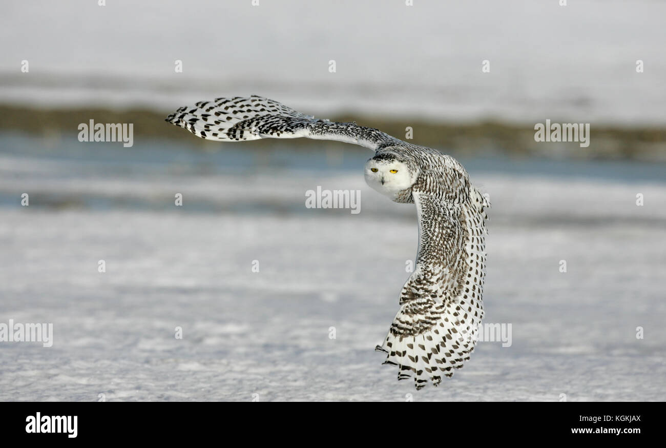 A close up image of a snowy owl flying over the snow in Canada with wings spread, turning back and looking directly at the viewer. Stock Photo