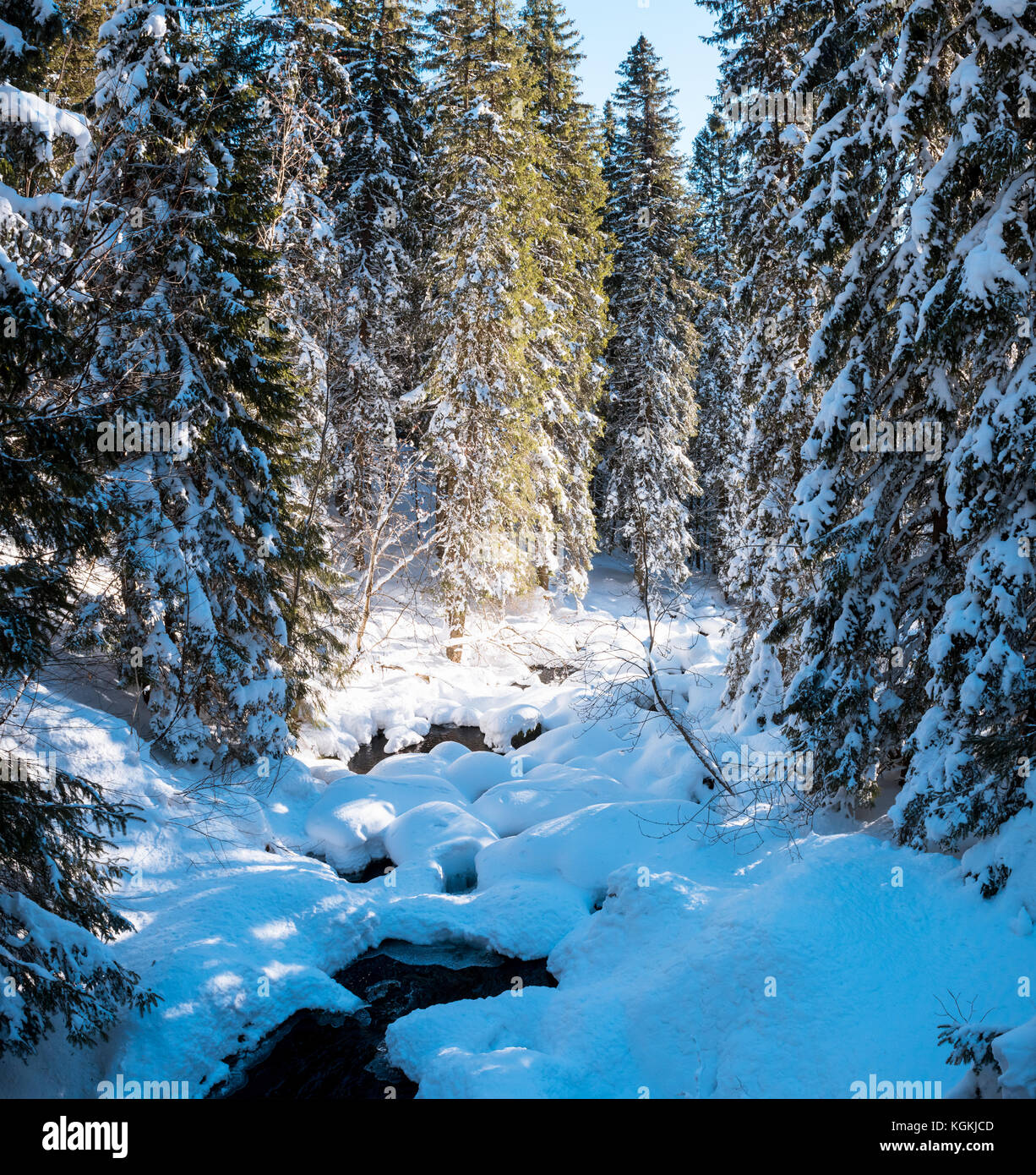 Fir tree snow forest hi-res stock photography and images - Alamy