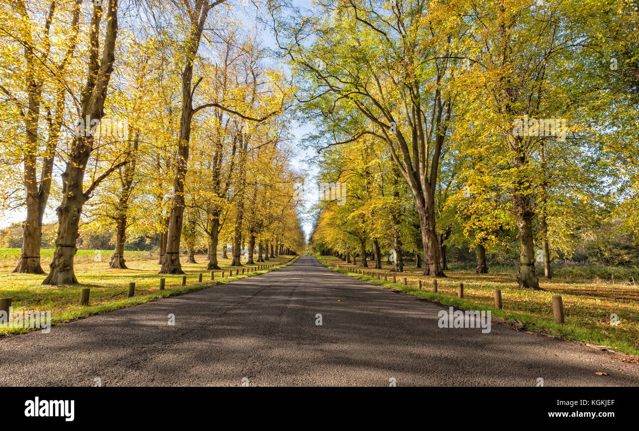 Tree lined Lime Avenue,lAutumn Clumber park, Worksop,Nottinghamshire,England,UK Stock Photo