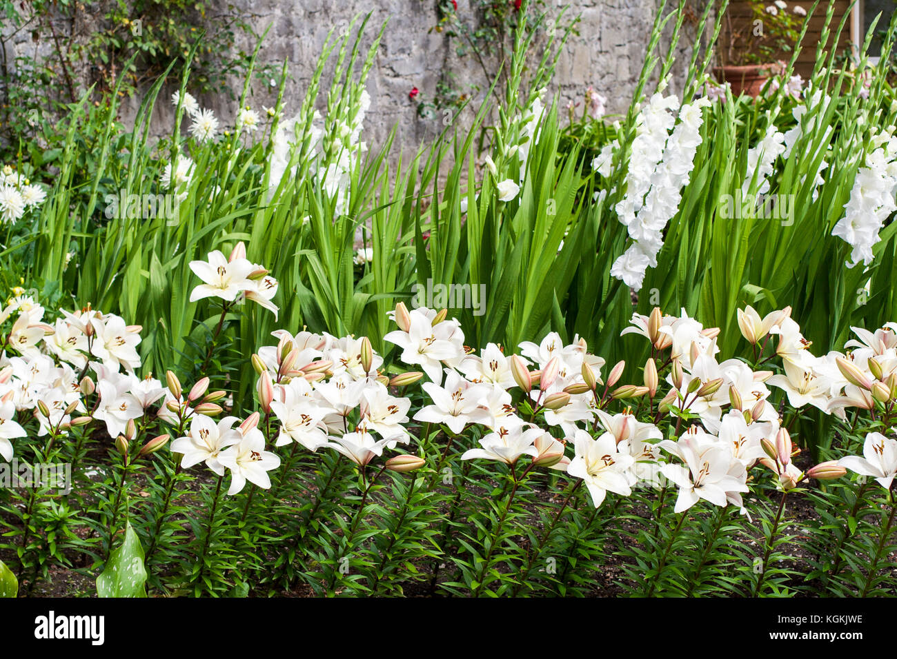 Tall plants hi-res stock photography and images - Alamy