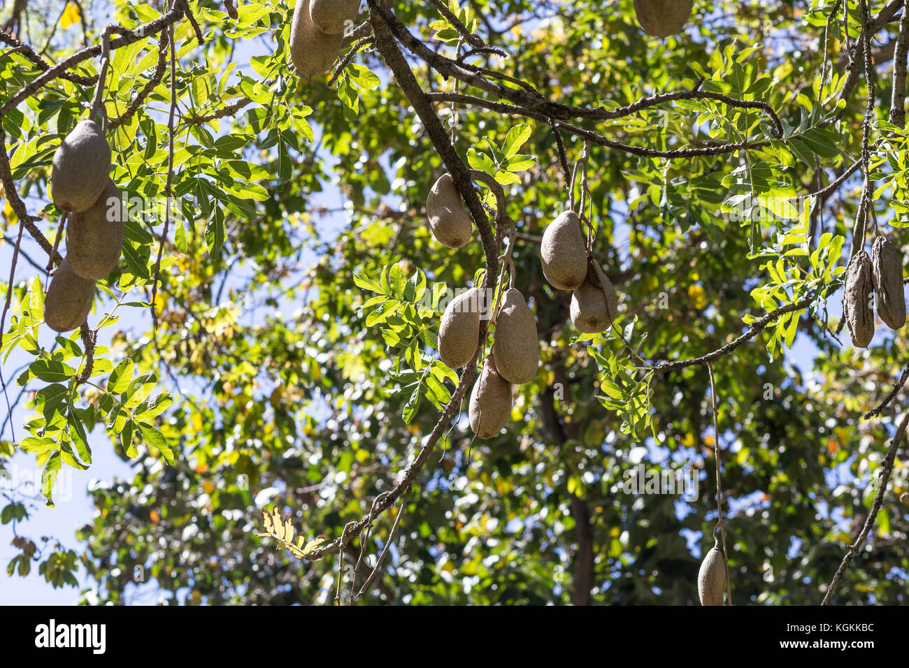 Kigelia Africana Arvore Das Salsichas In Jardin Municipal Park Funchal kigelia-africana-arvore-das-salsichas-in-jardin-municipal-park-funchal