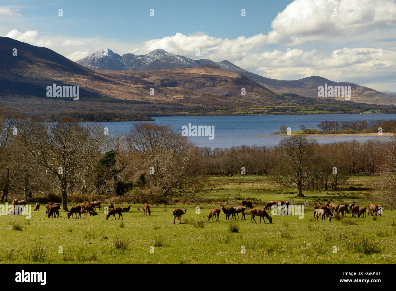 Ireland sunny Irish landscape with deer herd and McGillycuddy's Reeks on sunny day as the highest mountain and Carrantuohill capped covered in snow. Stock Photo