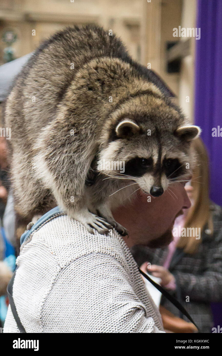 A man spotted walking around the streets of York, North Yorkshire, with ...