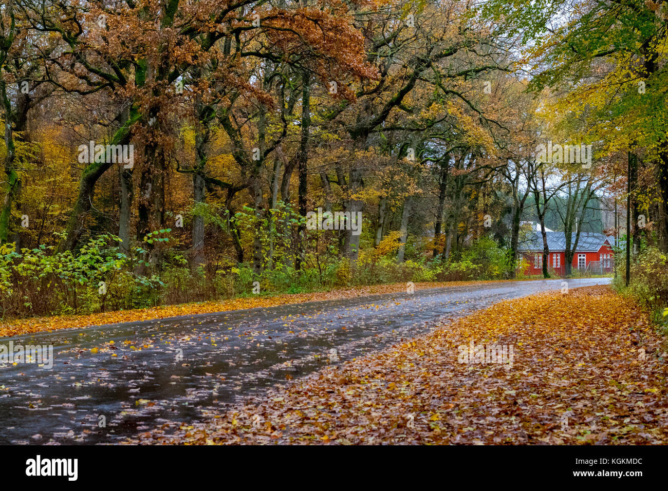 Forest in November in Viborg, Denmark Stock Photo Alamy