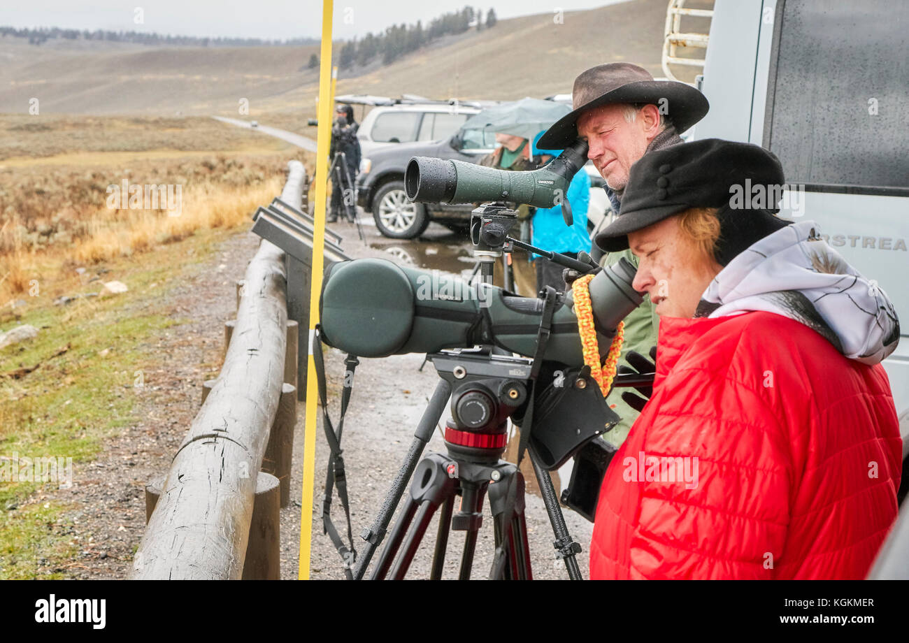 Yellowstone National Park, Wyoming, USA - October 29, 2016: Wildlife watchers observe wolfs in a cold rainy day. Stock Photo