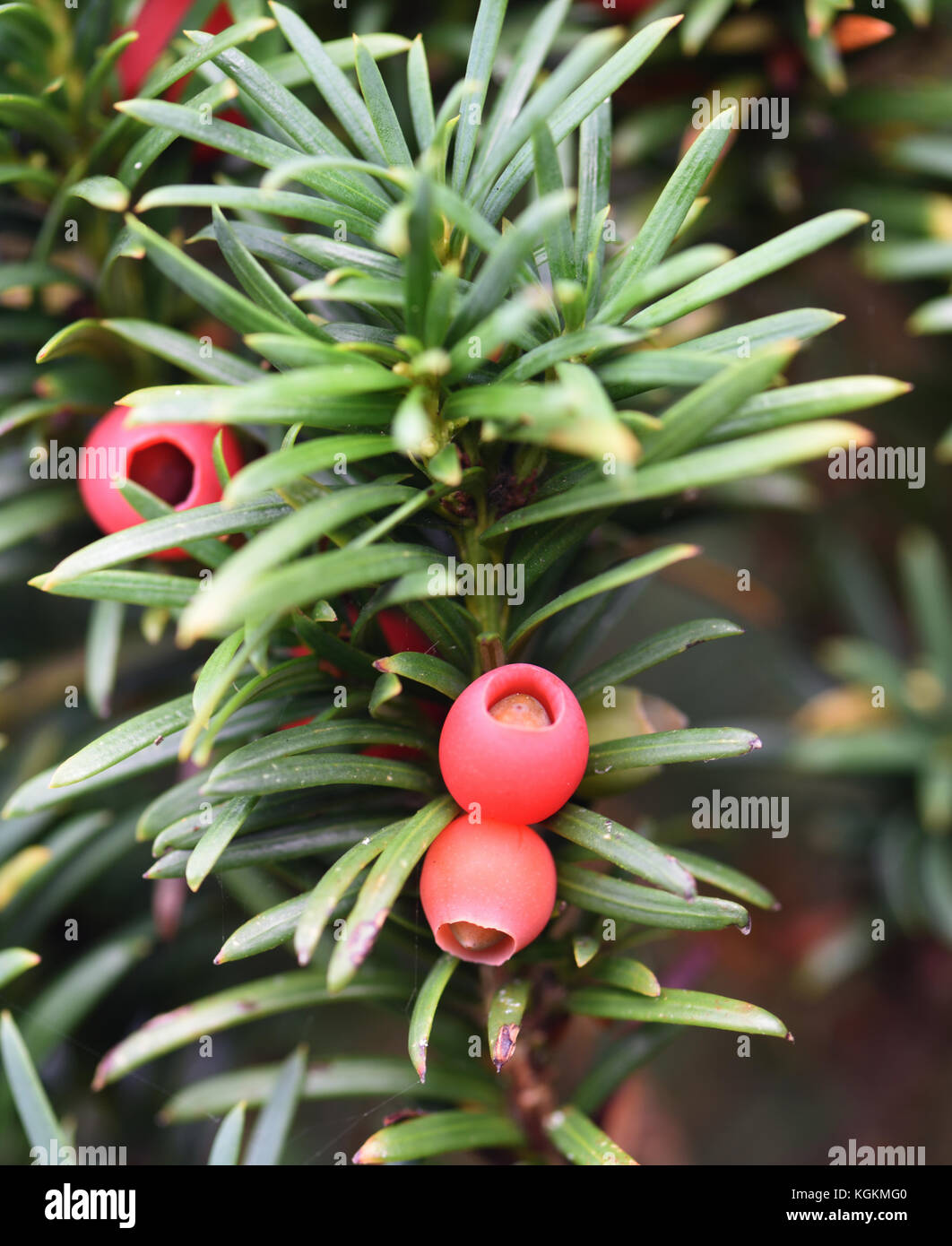 Fruiting structures, arils, and seeds of Yew (Taxus baccata). Burwash, Sussex, UK Stock Photo