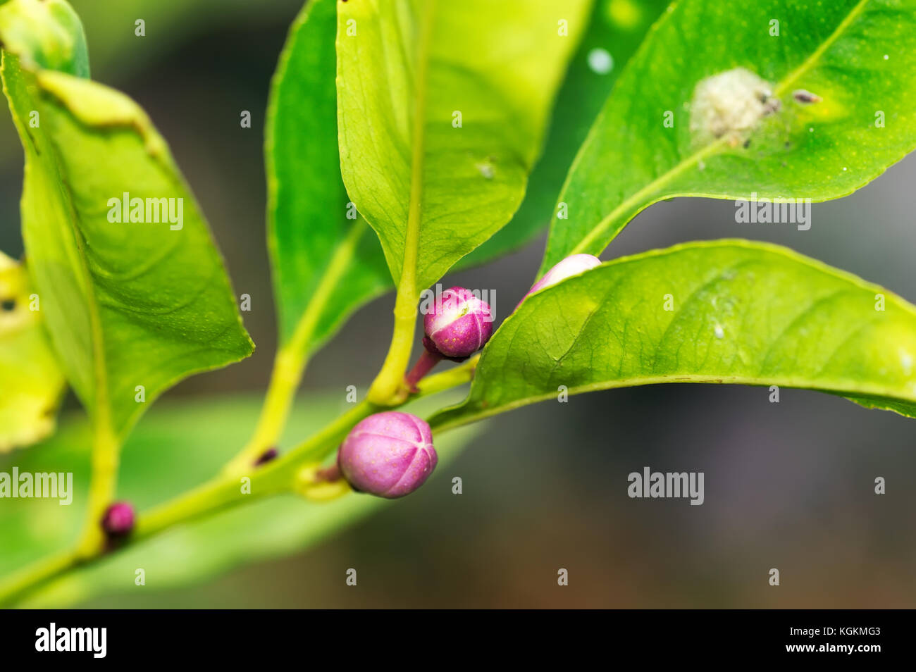 Flowerbuds and leafs on a branch of Eureka lemon tree. Location