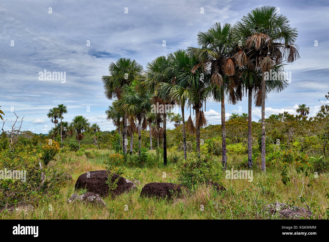 typical landscape with palm trees and plants in National Park Serrania de la Macarena, La Macarena, Colombia, South America Stock Photo