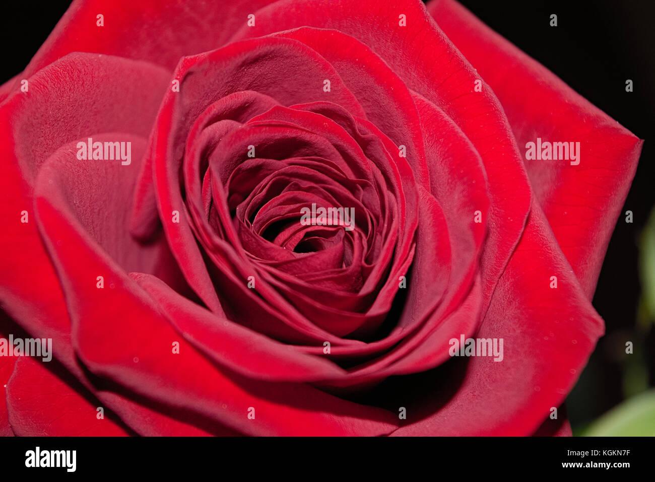 Bouquet of red roses on a blured background. Close-up Stock Photo - Alamy