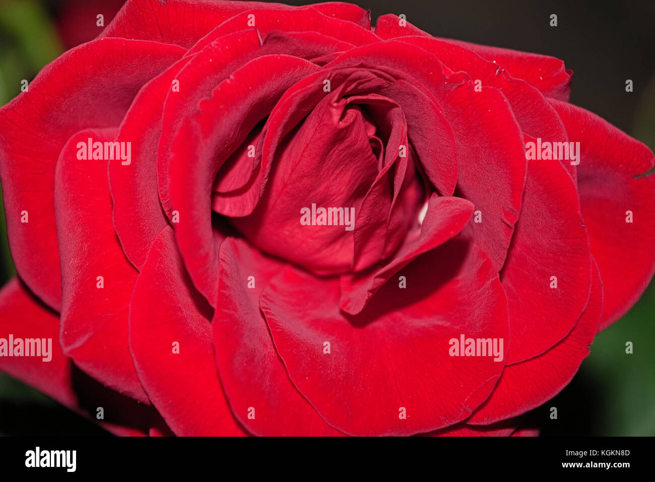 Bouquet of red roses on a blured background. Close-up Stock Photo - Alamy