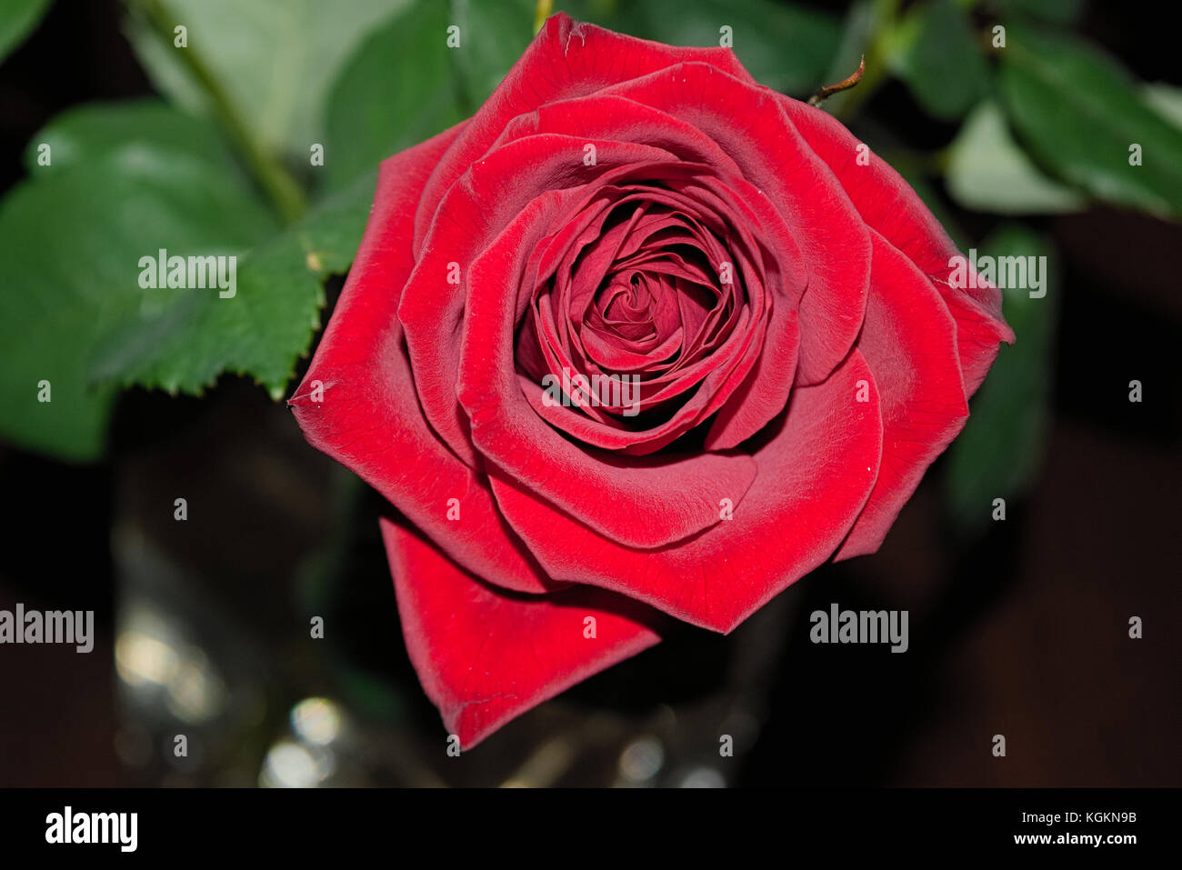 Bouquet of red roses on a blured background. Close-up Stock Photo - Alamy