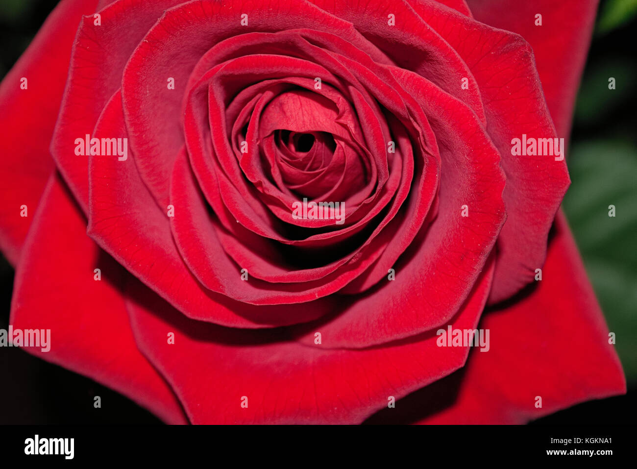 Bouquet of red roses on a blured background. Close-up Stock Photo - Alamy