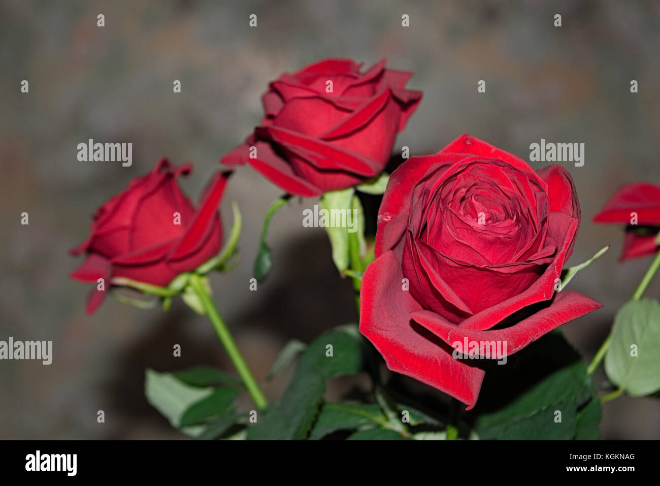 Bouquet of red roses on a blured background. Close-up Stock Photo - Alamy