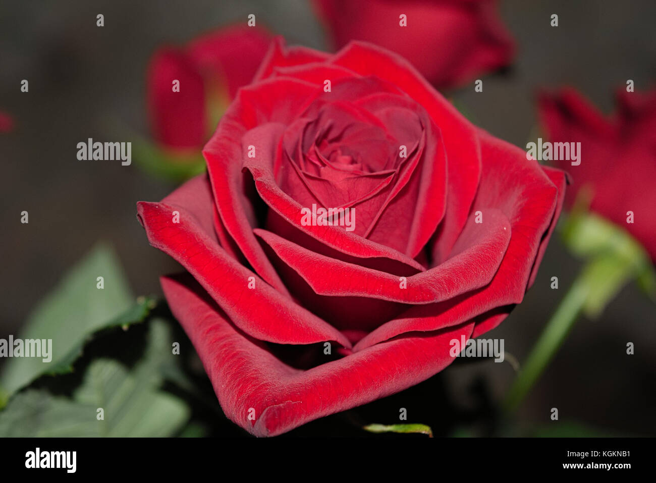 Bouquet of red roses on a blured background. Close-up Stock Photo - Alamy