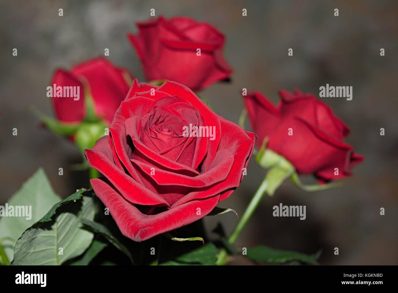 Bouquet of red roses on a blured background. Close-up Stock Photo - Alamy