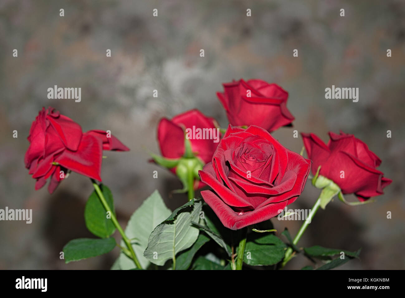 Bouquet of red roses on a blured background. Close-up Stock Photo - Alamy