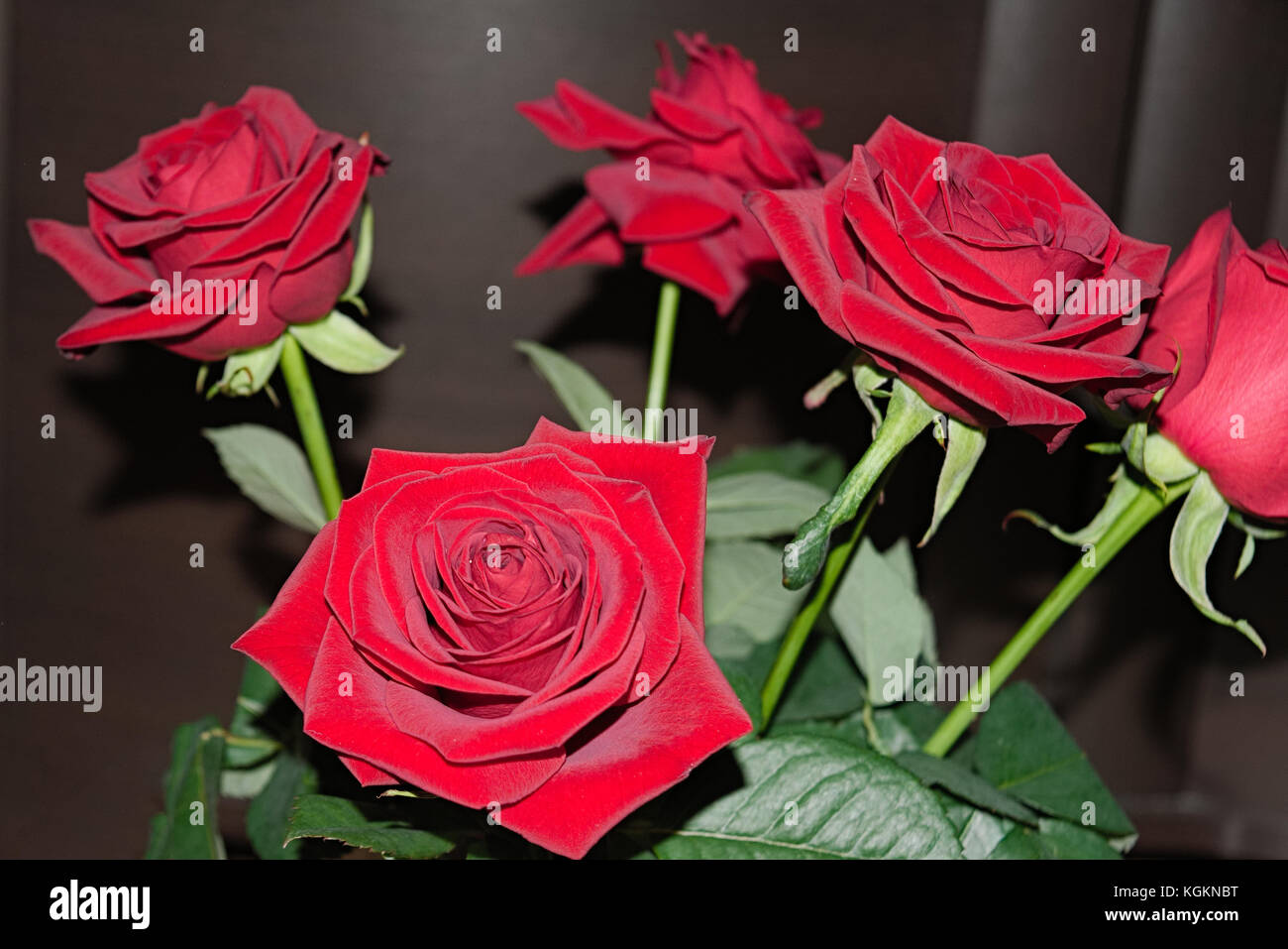 Bouquet of red roses on a blured background. Close-up Stock Photo - Alamy
