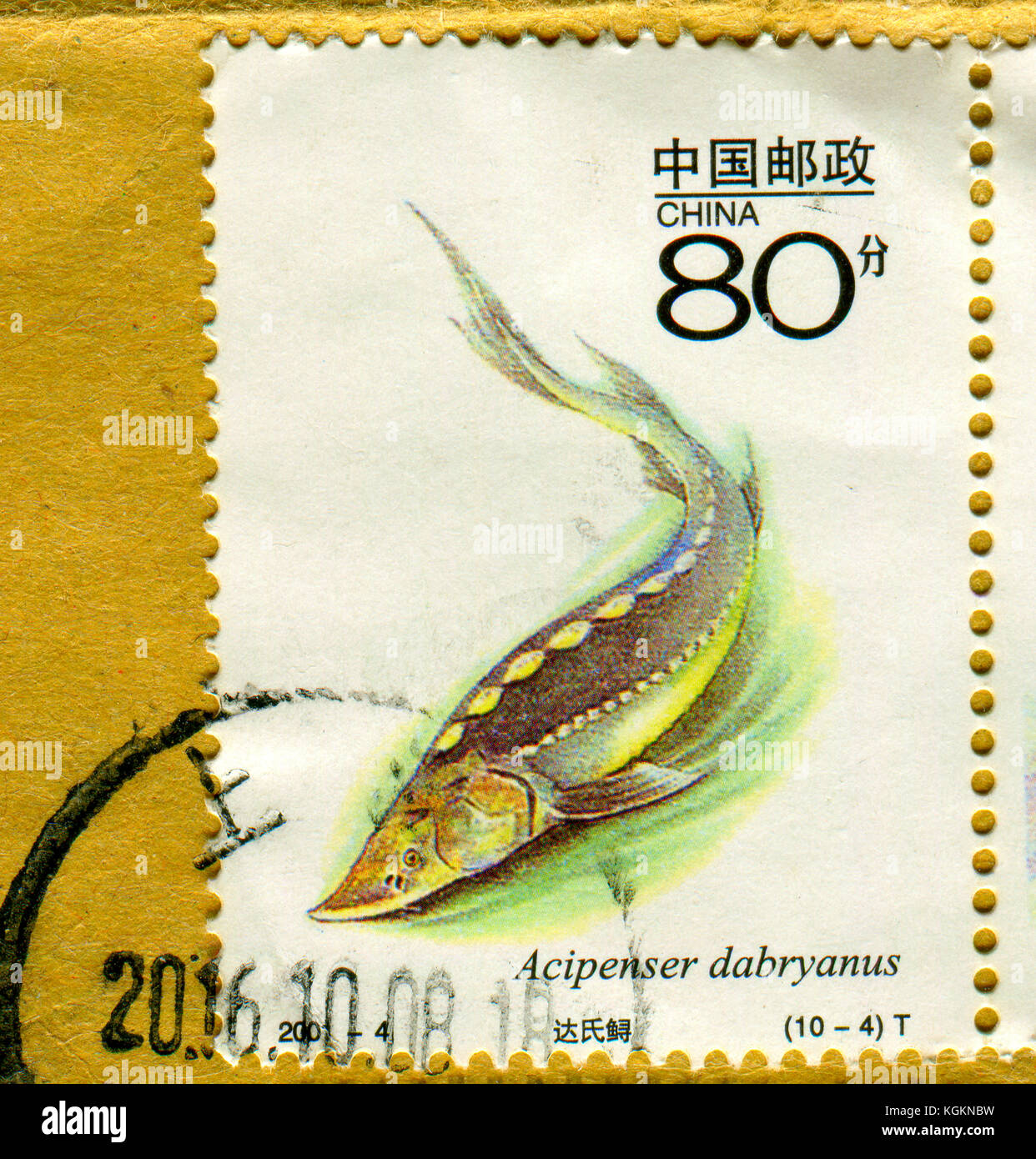 Acipenser dabryanus and china hi-res stock photography and images - Alamy