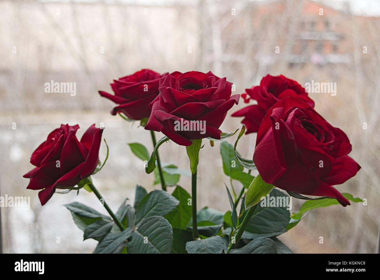Bouquet of red roses on a blured background. Close-up Stock Photo - Alamy