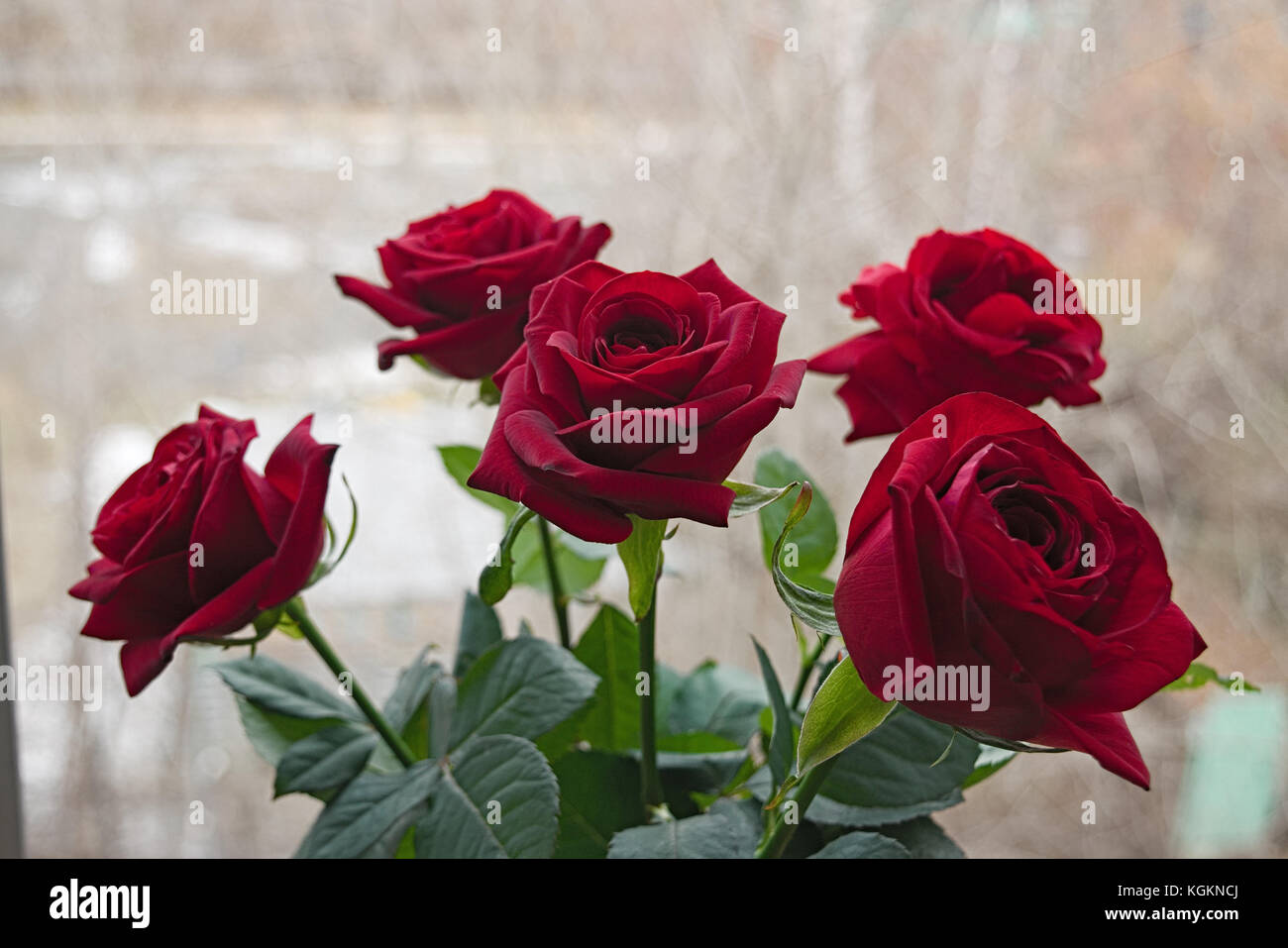 Bouquet of red roses on a blured background. Close-up Stock Photo - Alamy