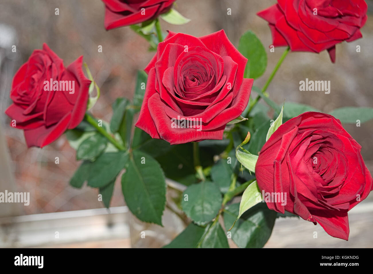 Bouquet of red roses on a blured background. Close-up Stock Photo - Alamy