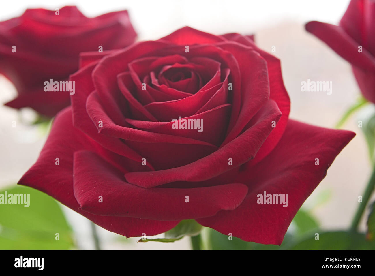 Bouquet of red roses on a blured background. Close-up Stock Photo - Alamy