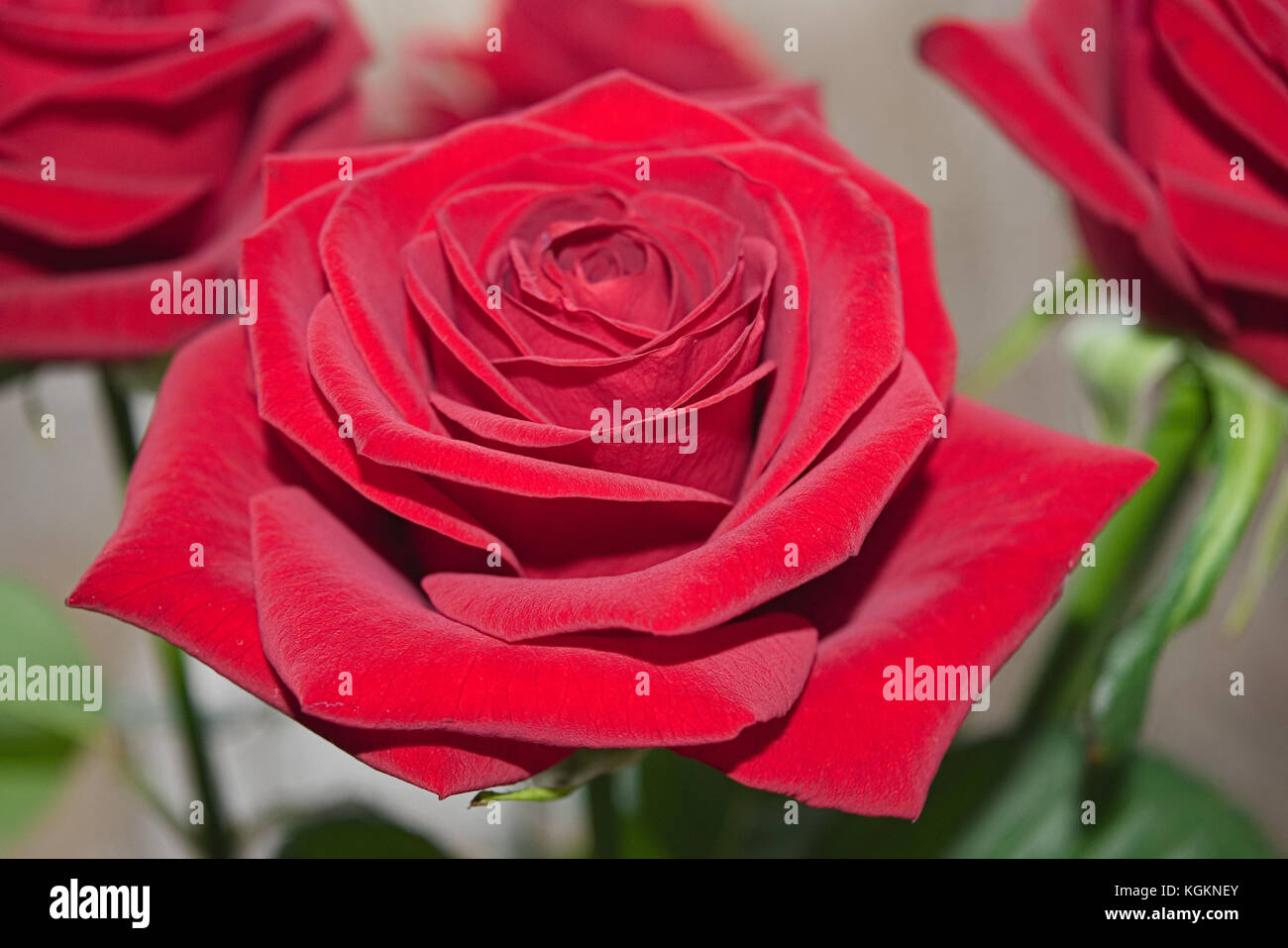 Bouquet of red roses on a blured background. Close-up Stock Photo - Alamy