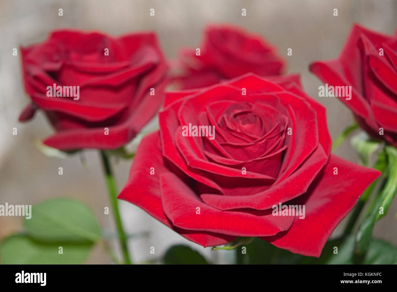 Bouquet of red roses on a blured background. Close-up Stock Photo - Alamy