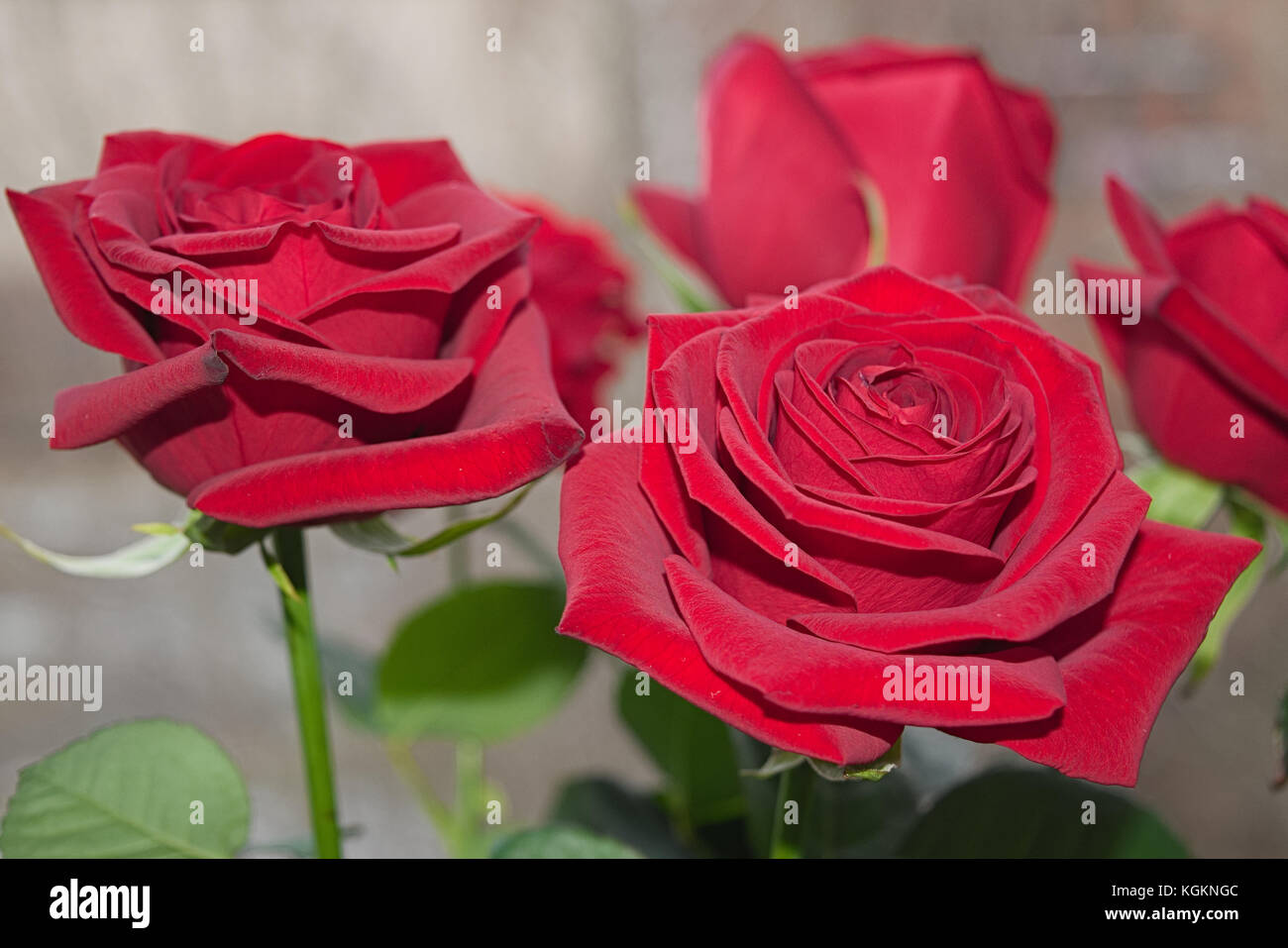 Bouquet of red roses on a blured background. Close-up Stock Photo - Alamy