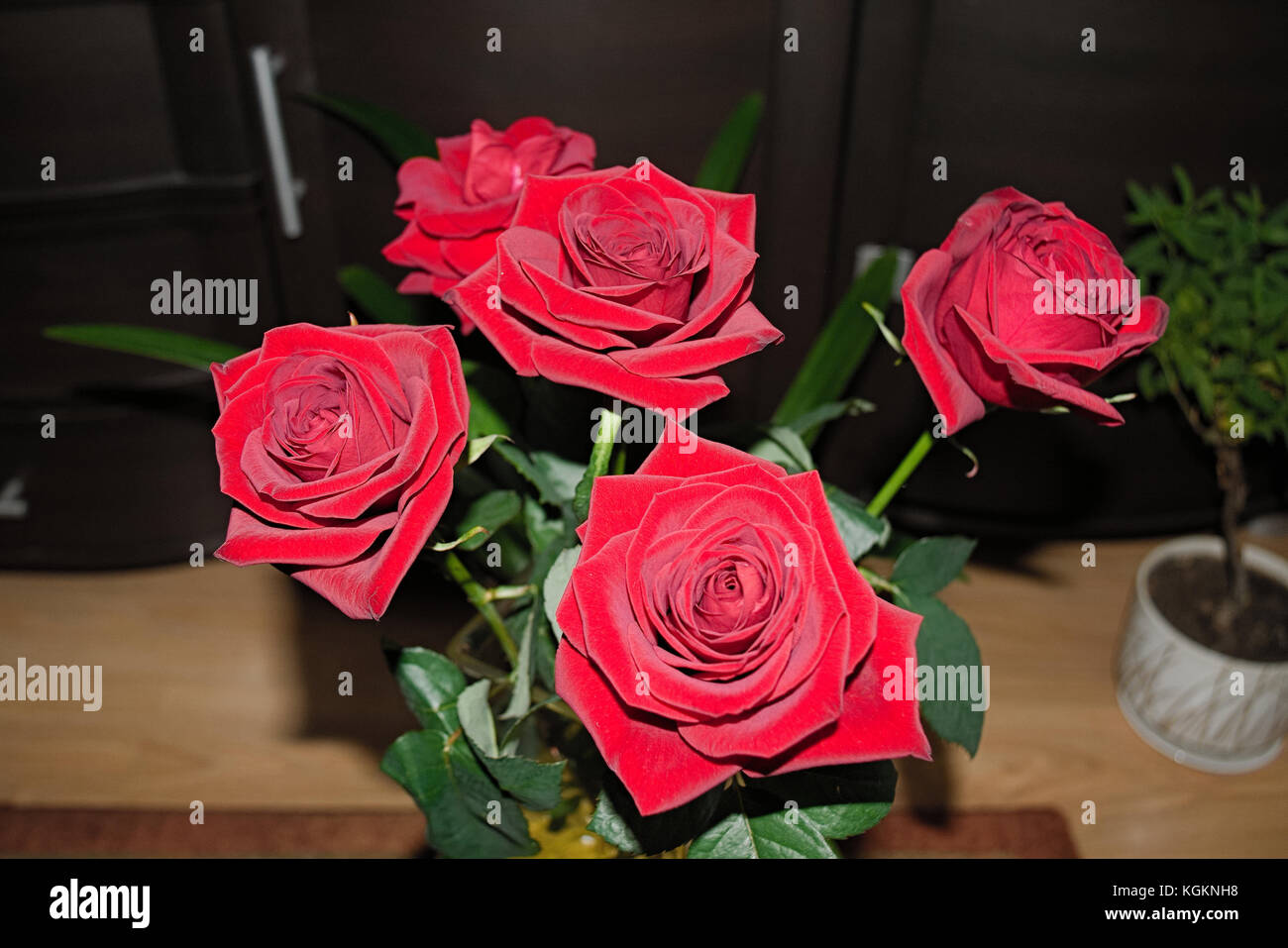 Bouquet of red roses on a blured background. Close-up Stock Photo - Alamy