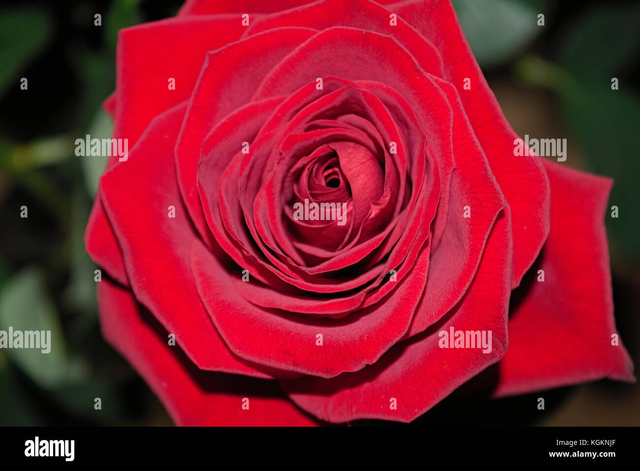 Bouquet of red roses on a blured background. Close-up Stock Photo - Alamy