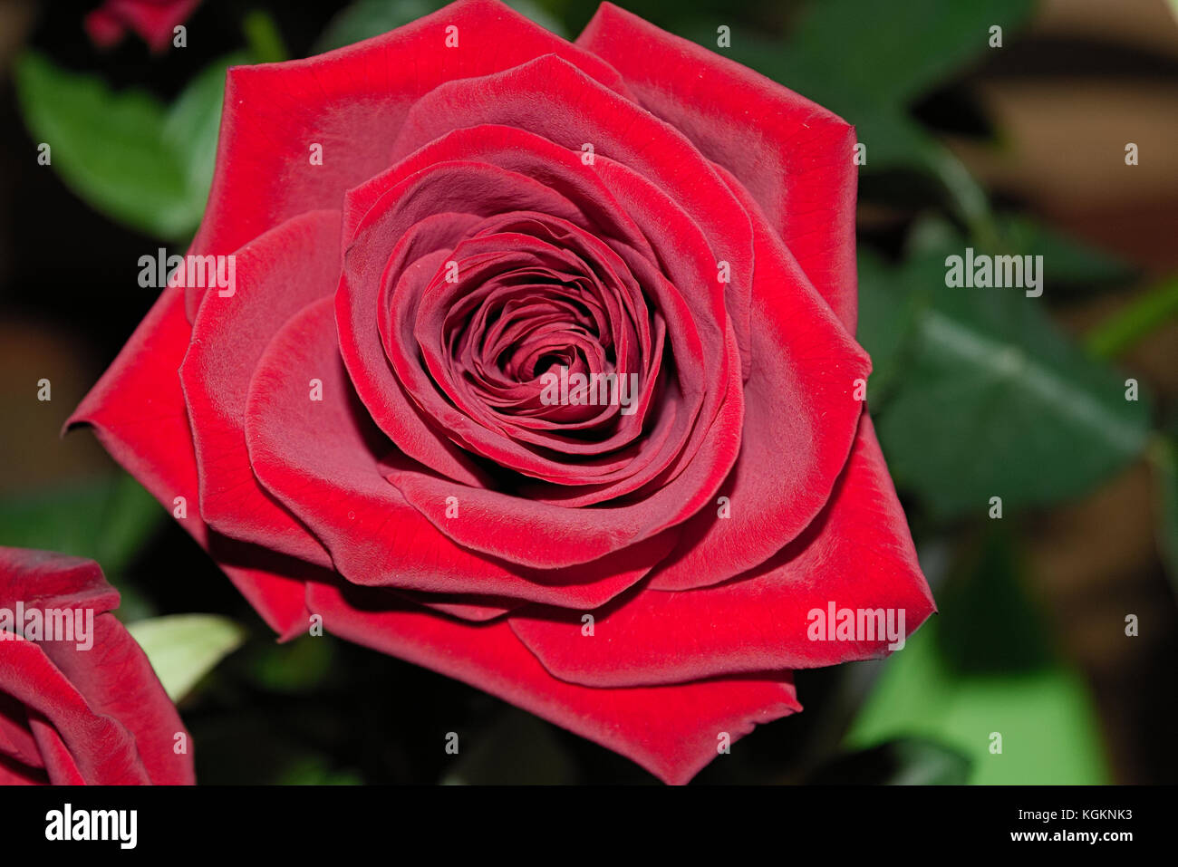 Bouquet of red roses on a blured background. Close-up Stock Photo - Alamy