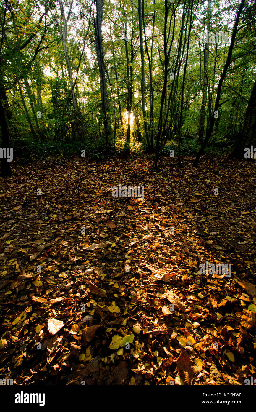Autumn scene in a wood with long shadows coming towards the camera ...