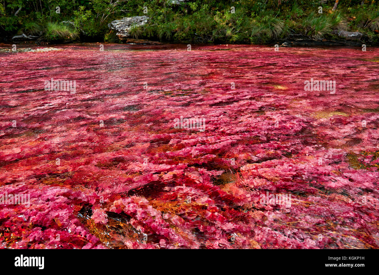 red algae of Cano Cristales called the 'River of Five Colors' or the 'Liquid Rainbow', Serrania de la Macarena, La Macarena, Colombia, South America Stock Photo