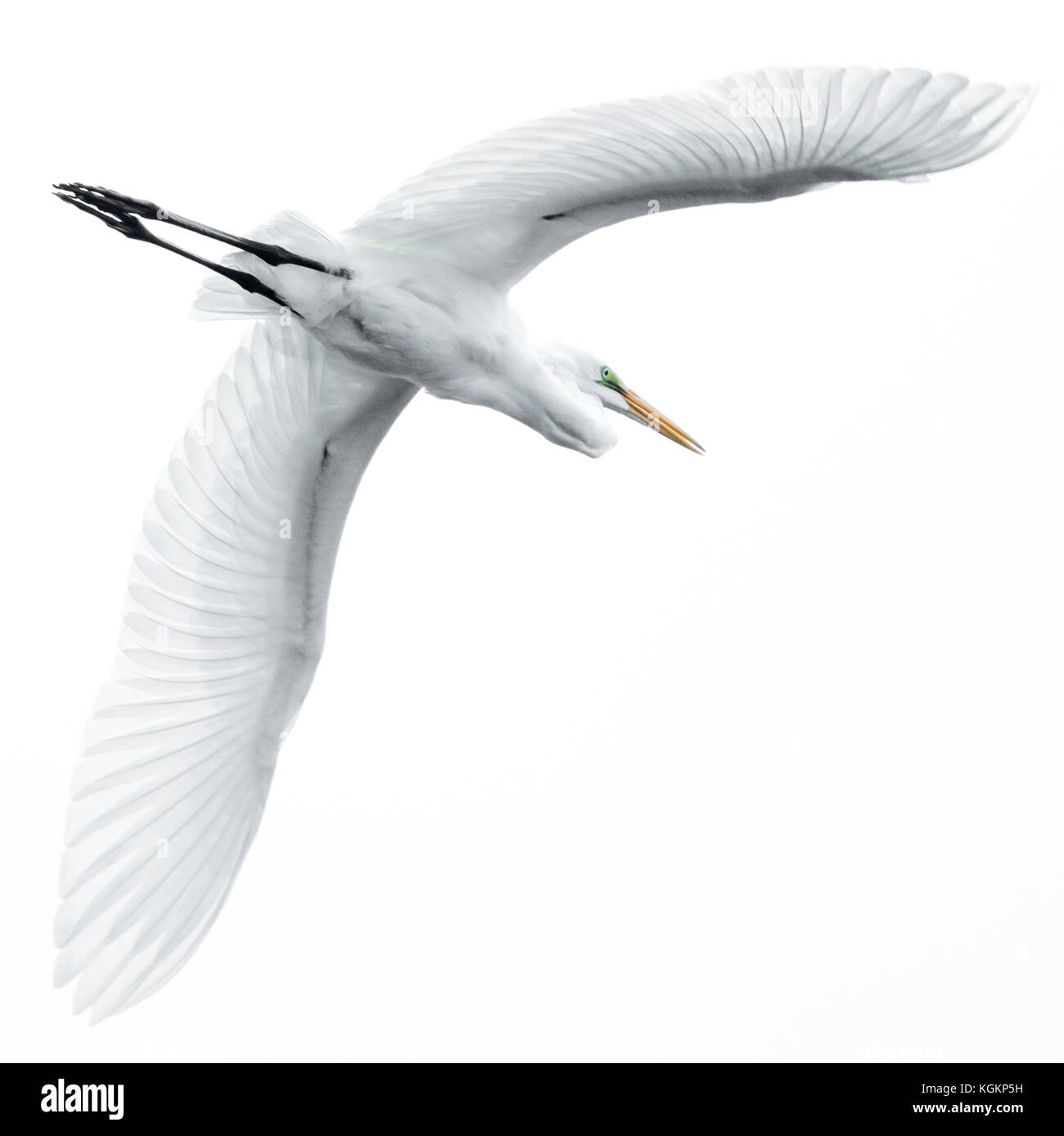 A Great Egret Flying Overhead in Black and White Stock Photo