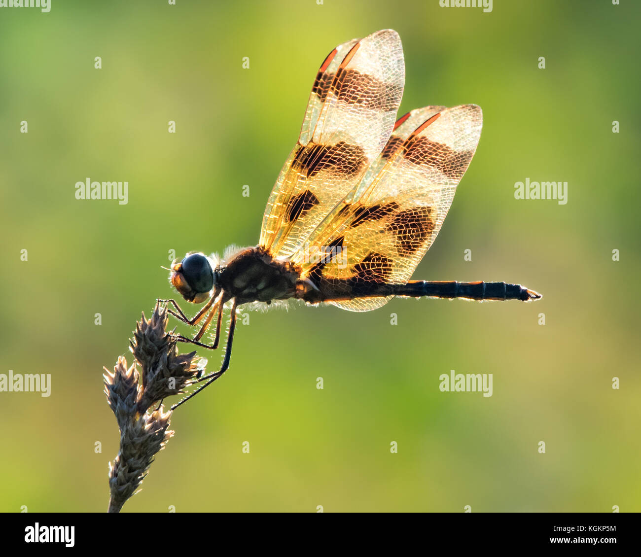 Profile Portrait of a Backlit Halloween Pennant  Dragonfly Against a Green Background Stock Photo