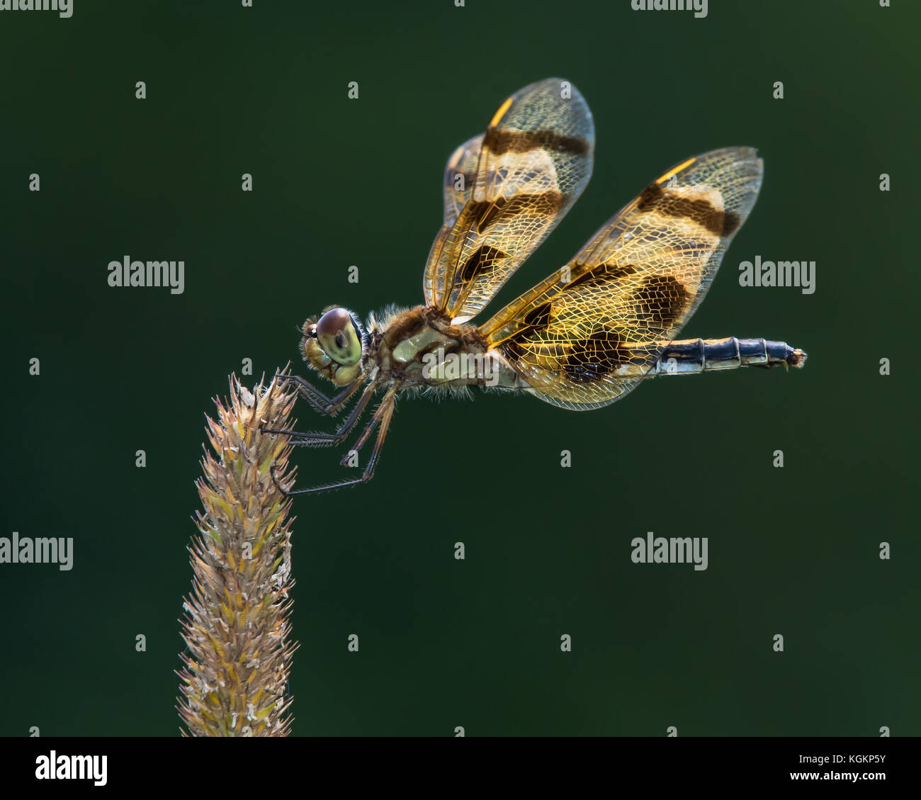 Profile Portrait of a Halloween Pennant  Dragonfly Against a Dark Green Background Stock Photo