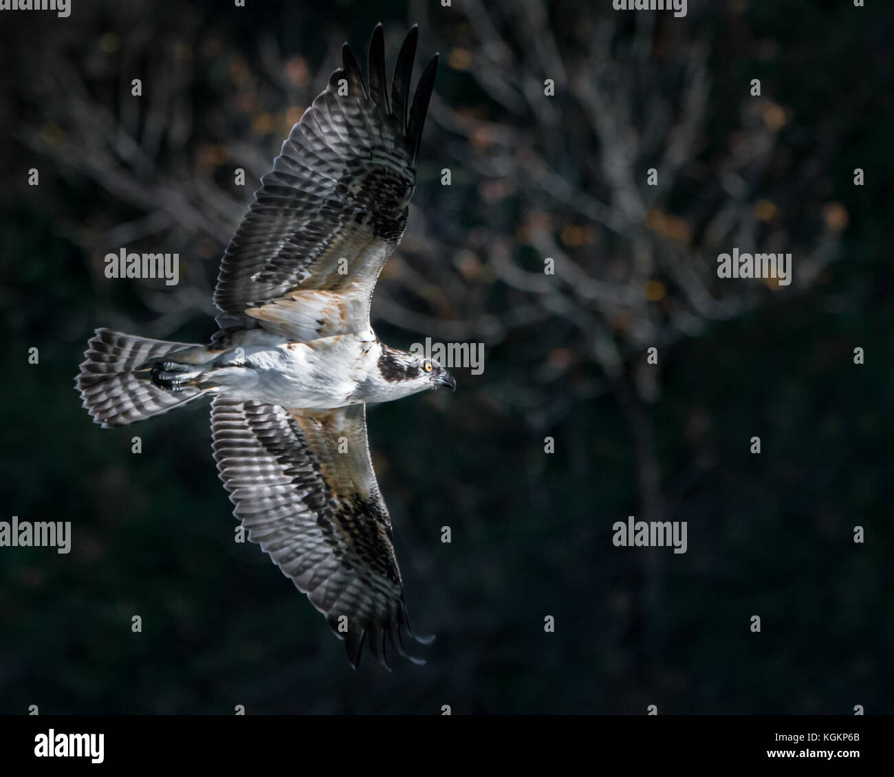 Osprey in Flight in Front of Blurred Trees Stock Photo