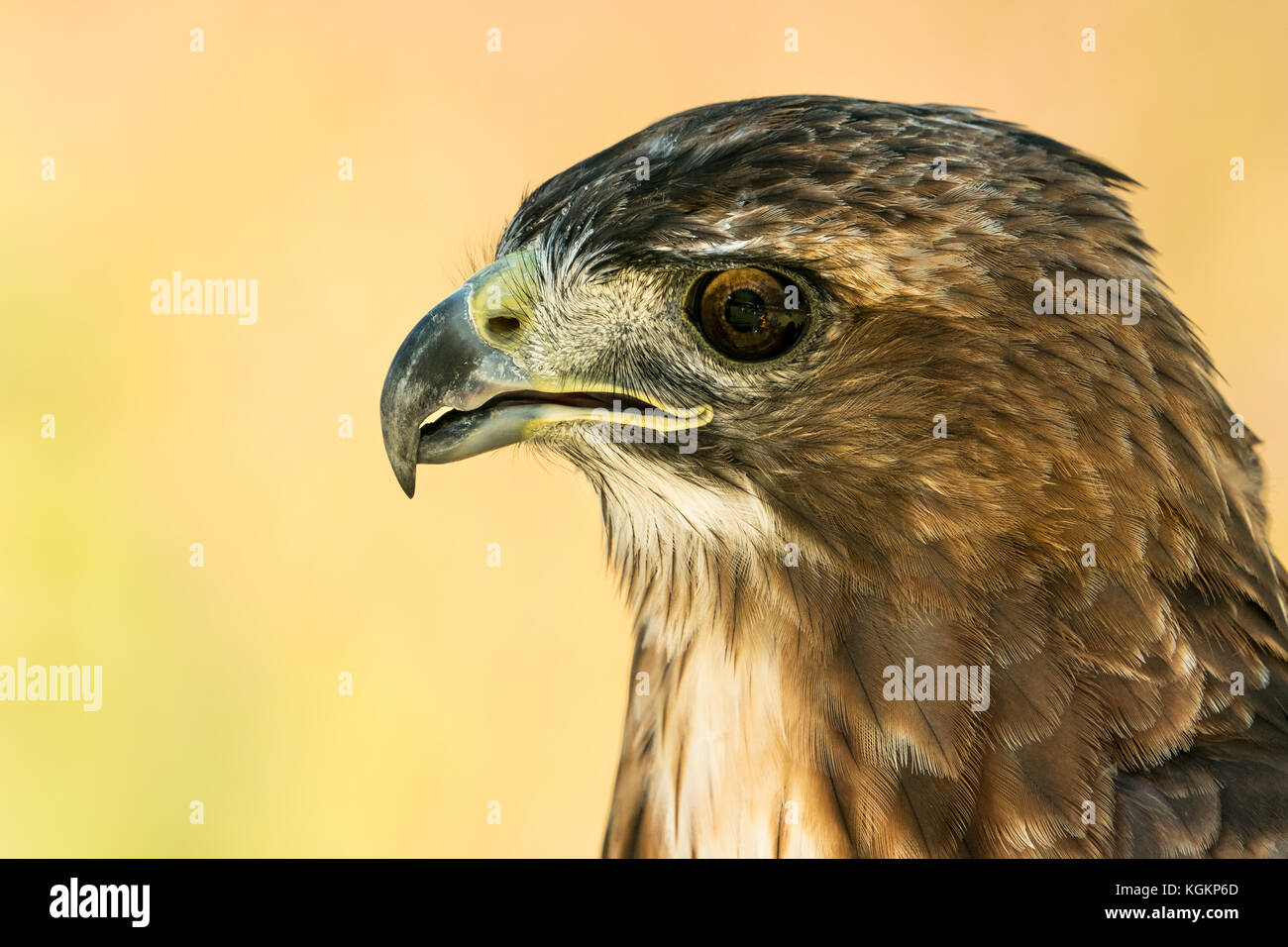 Profile Portrait of a Red-Tailed Hawk Against a Yellow Background Stock Photo