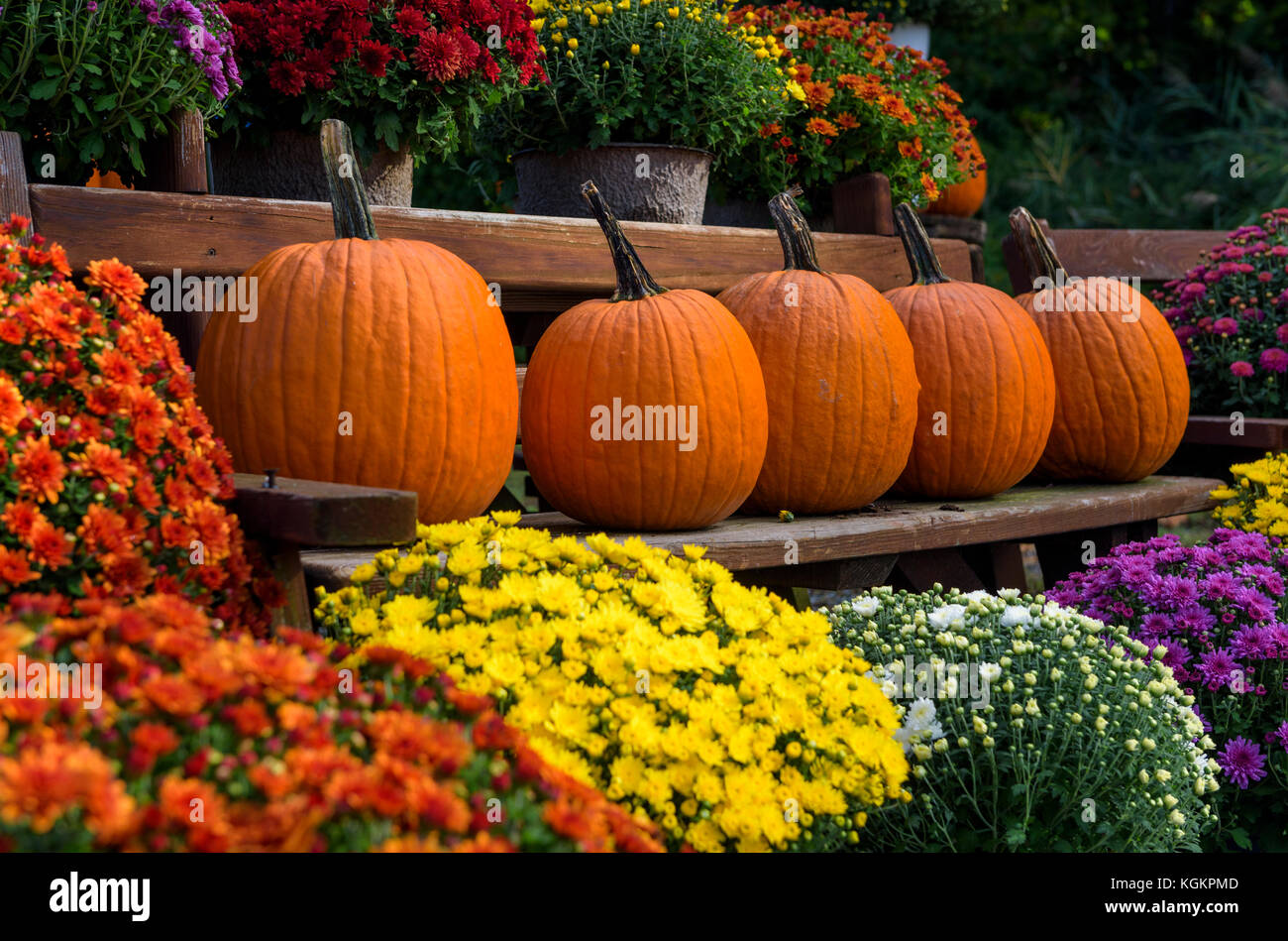 Pumpkins and chrysanthemum plants on display at a roadside produce stand. Stock Photo