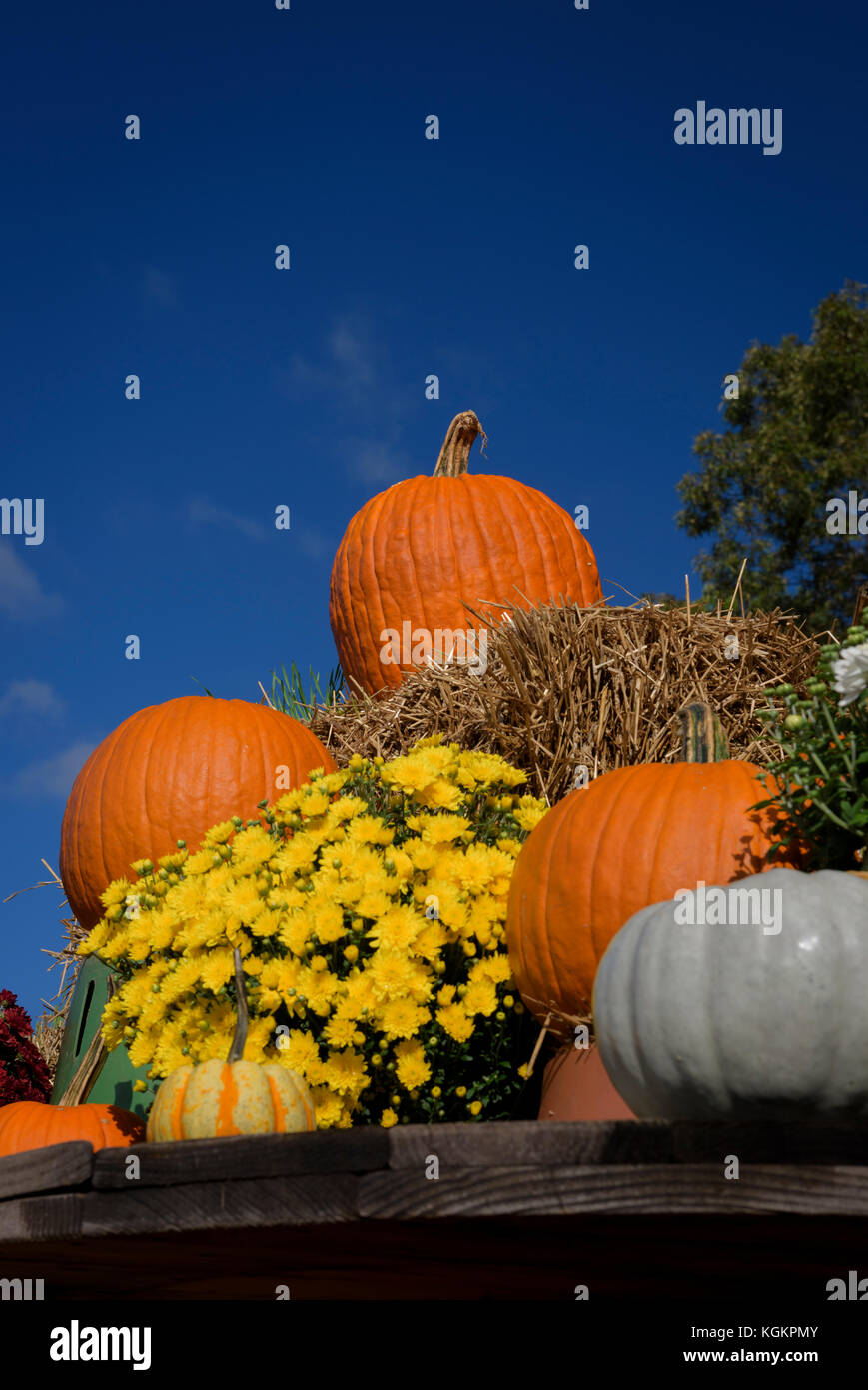 Pumpkins and chrysanthemum plants on display at a roadside produce stand. Stock Photo