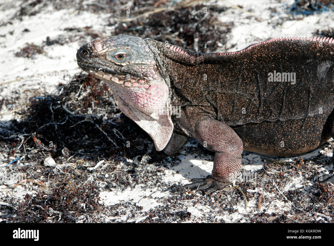 Allen's Cay iguana, Cyclura cychlura inornata, Endangered Stock Photo