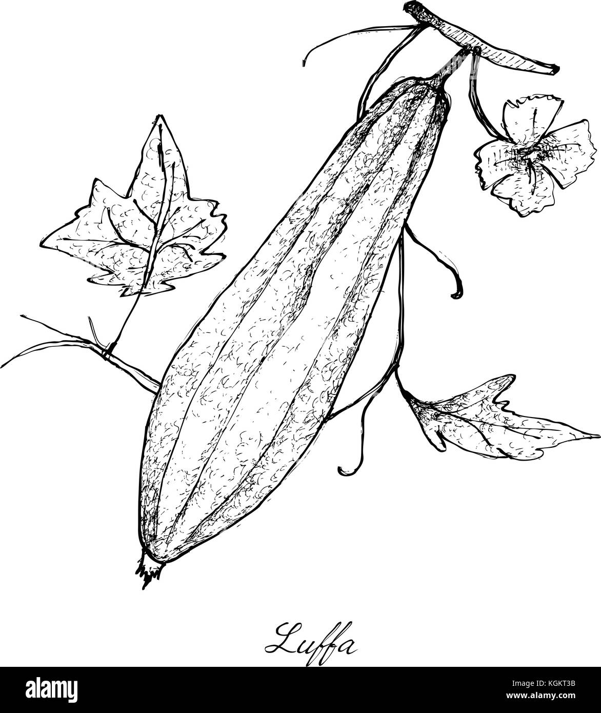 Sponge Gourd Drawing