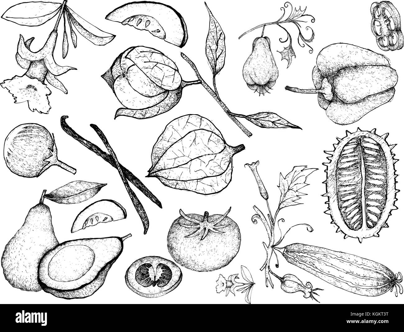 Vegetable and Herb, Illustration of Hand Drawn Sketch Delicious Fresh Gourd and Squash Isolated on White Background. Stock Vector