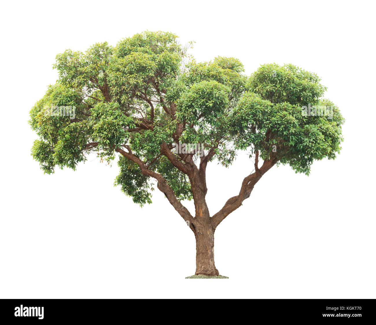 Green and yellow beautiful big tree isolated on white background Stock Photo