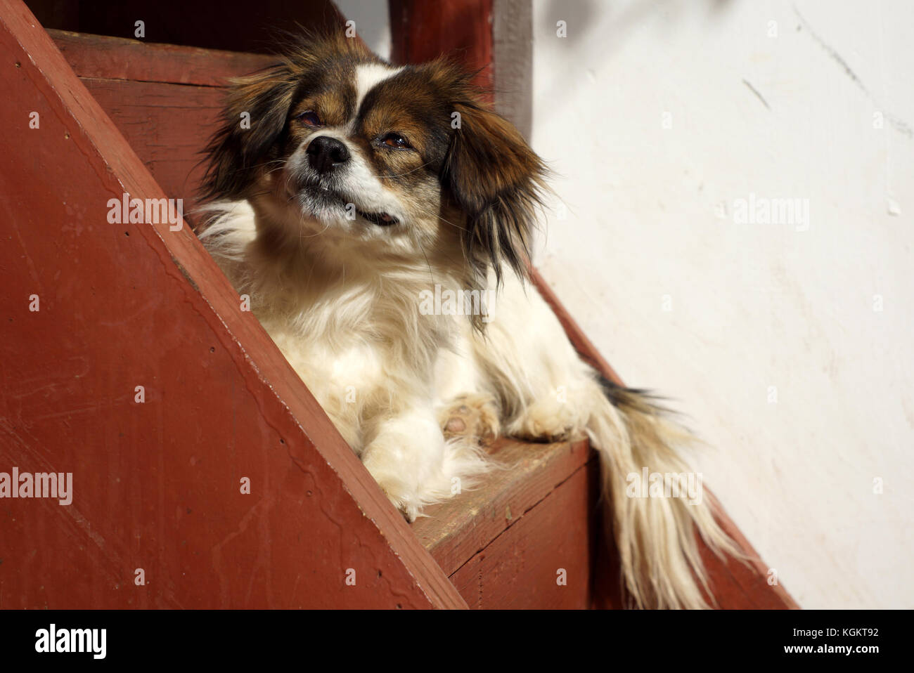 sleep dog on the stair Stock Photo Alamy