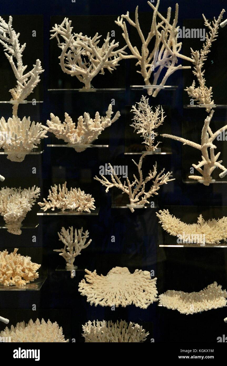 Coral skeletons, Museum of Tropical Queensland, Townsville, Queensland, Australia Stock Photo