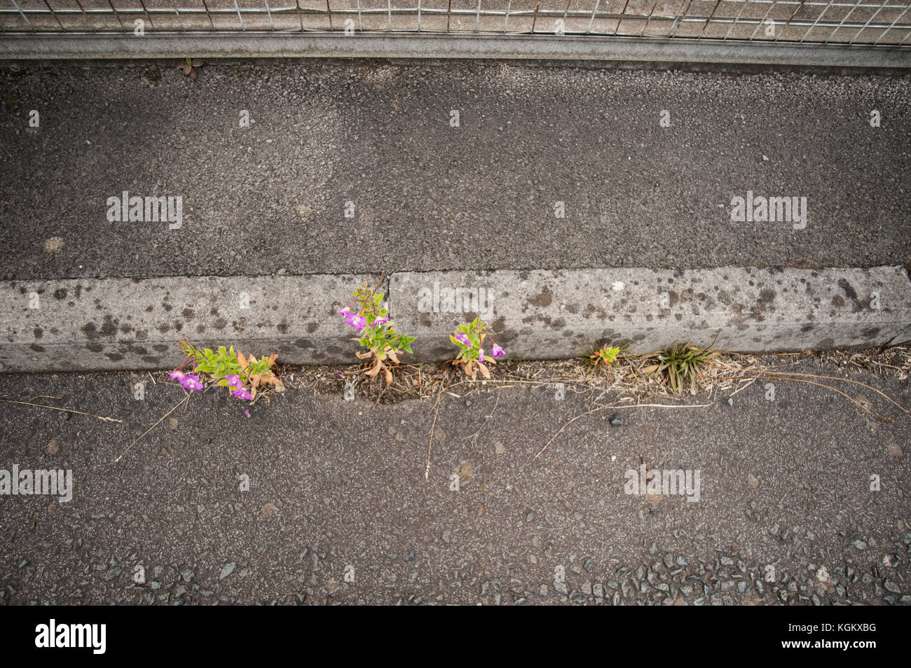 Weeds growing through cracks in tarmac Stock Photo Alamy